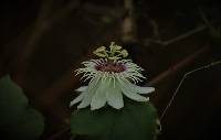 Passiflora foetida image