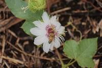 Passiflora foetida image