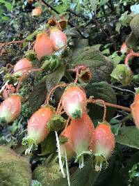 Kohleria affinis image