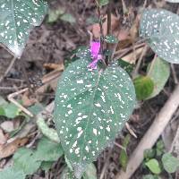 Hypoestes phyllostachya image