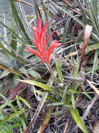 Pitcairnia pungens image