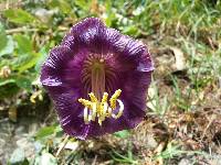 Cobaea scandens image