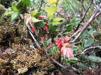 Themistoclesia epiphytica image