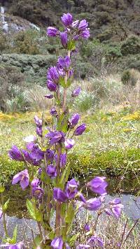 Gentianella profusa image