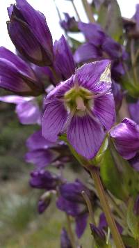 Gentianella profusa image