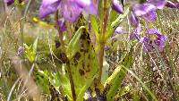 Gentianella profusa image