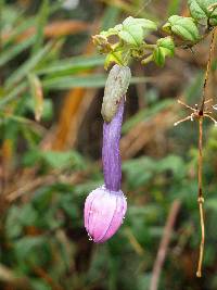 Passiflora cumbalensis image