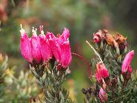 Bejaria resinosa image