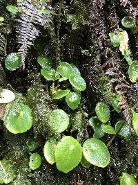 Peperomia tropeoloides image