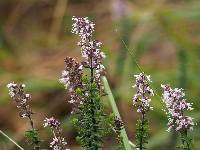 Valeriana microphylla image