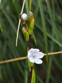 Orthrosanthus chimboracensis image