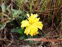 Hypochaeris sessiliflora image