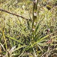 Puya eryngioides image