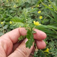 Tribulus terrestris image