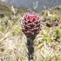 Puya eryngioides image