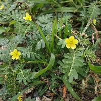 Tribulus terrestris image