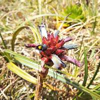 Puya eryngioides image