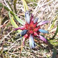 Puya eryngioides image