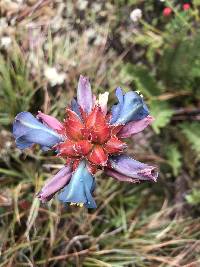 Puya eryngioides image