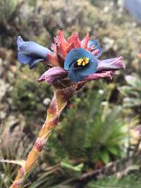 Puya eryngioides image