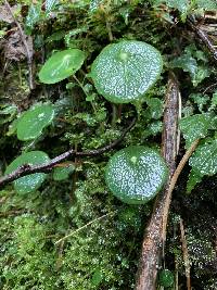 Peperomia tropeoloides image