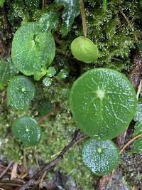 Peperomia tropeoloides image