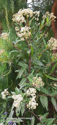 Baccharis latifolia image