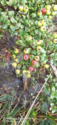 Hesperomeles obtusifolia image