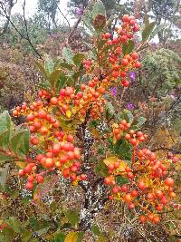 Gaiadendron punctatum image