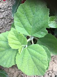 Cordia lutea image