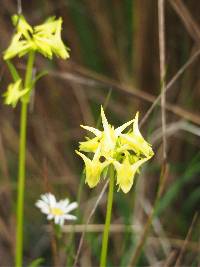 Halenia weddelliana image