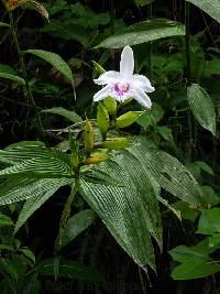 Image of Sobralia rosea