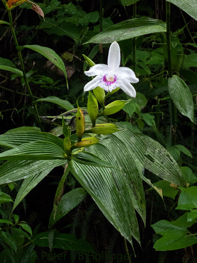 Sobralia image