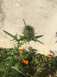 Cirsium vulgare image