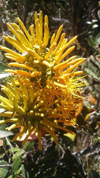 Gaiadendron punctatum image