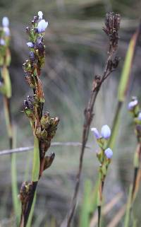 Orthrosanthus chimboracensis image