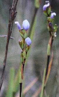 Orthrosanthus chimboracensis image