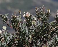 Oreocallis grandiflora image