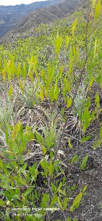 Dodonaea viscosa image