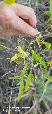 Image of Dodonaea viscosa