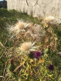 Cirsium vulgare image