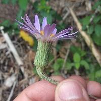 Onoseris speciosa image