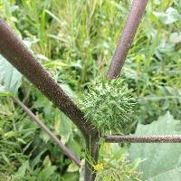 Datura stramonium image