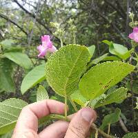 Delostoma integrifolium image