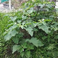 Datura stramonium image