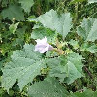 Datura stramonium image