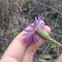 Onoseris speciosa image