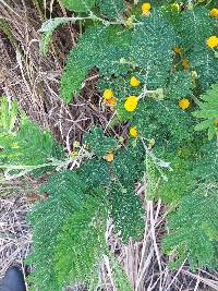 Vachellia macracantha image