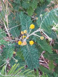 Vachellia macracantha image