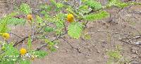 Vachellia macracantha image